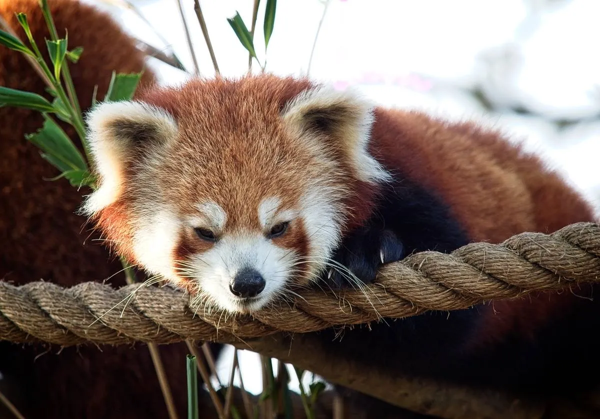 小熊猫 - 四虎视频 | 生命方舟