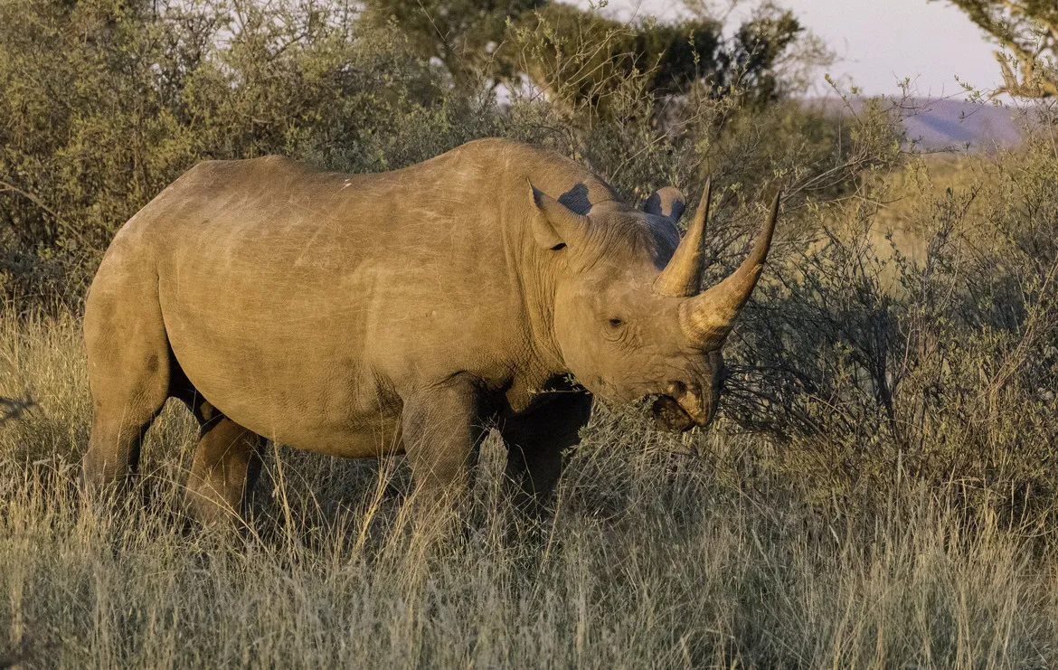 犀牛在非洲灌木丛中 - 四虎视频 | 野性图集