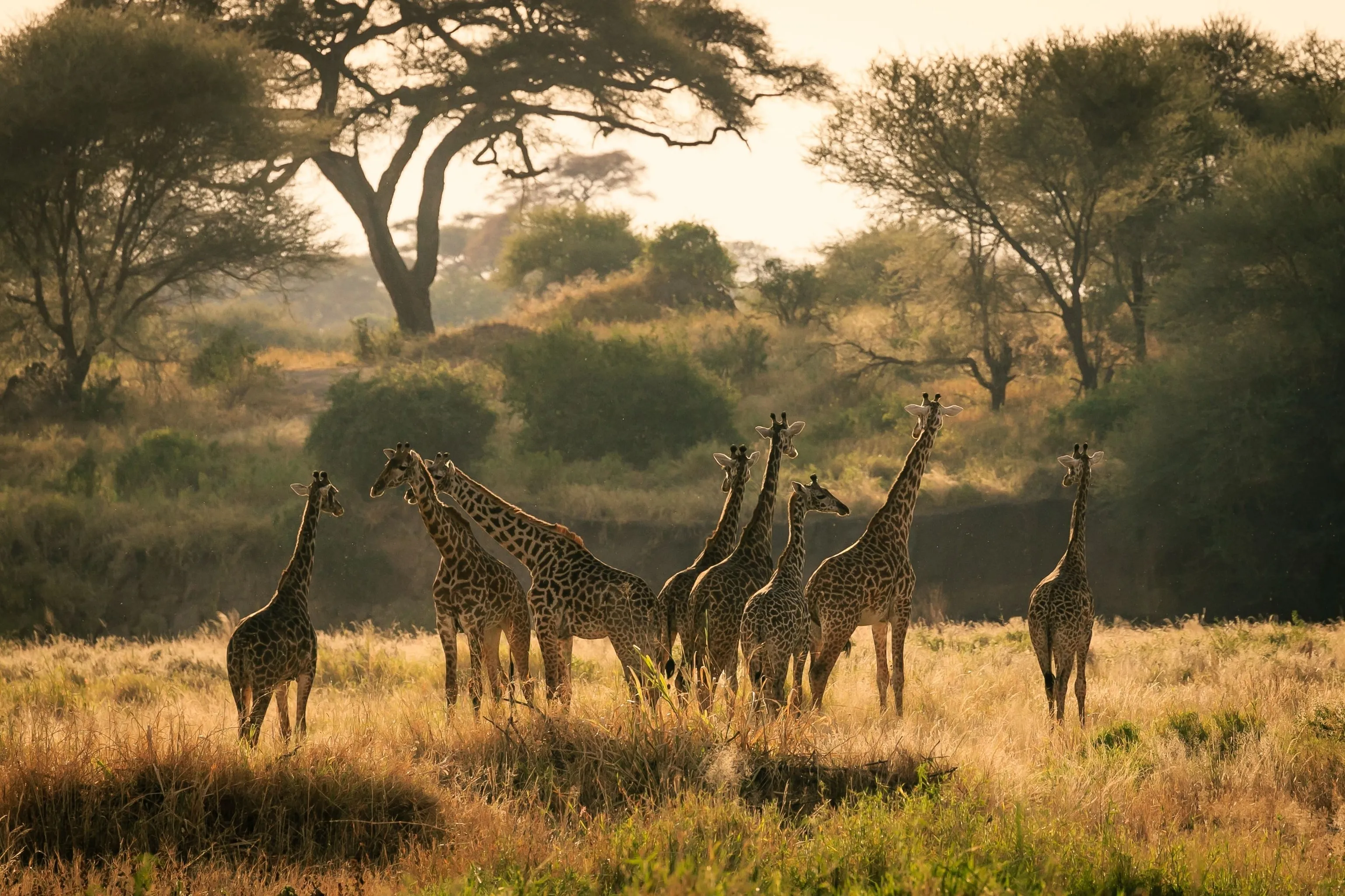 非洲野生动物在草原上 - 四虎视频 | 四虎视频